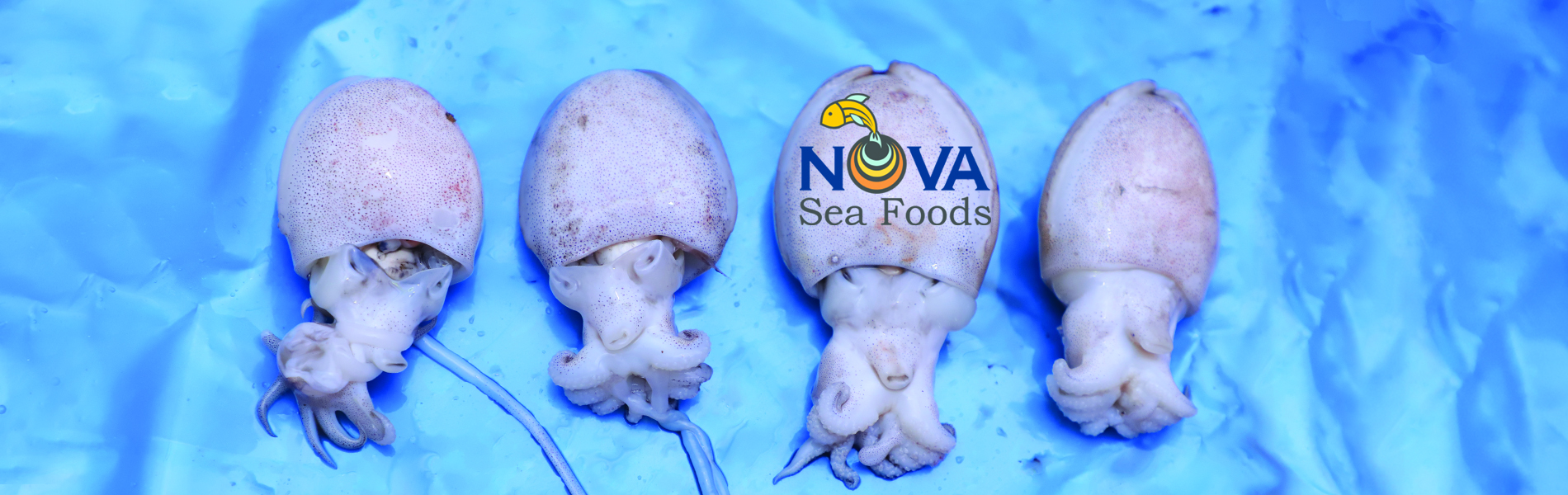 Nova Sea Foods